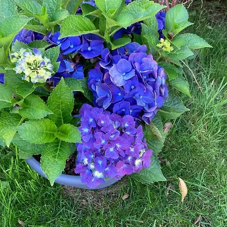 Zum Eulennest Ferienhaus *