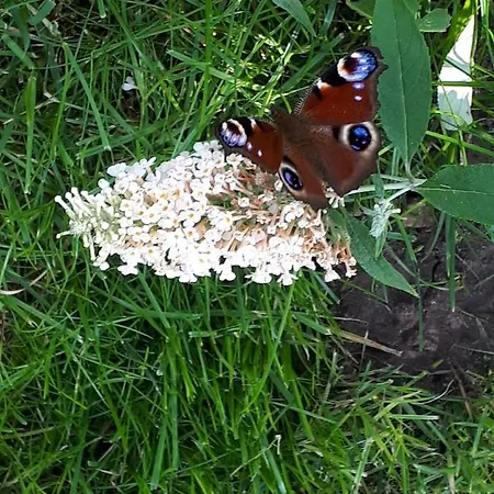 Zum Eulennest Ferienhaus *