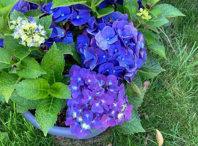 Zum Eulennest 別荘 *