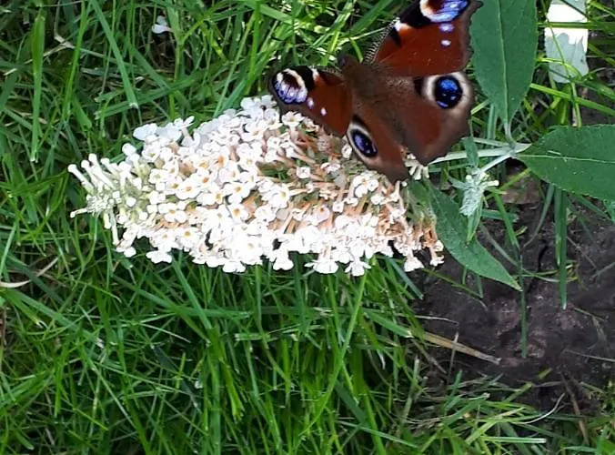 Zum Eulennest 別荘 *